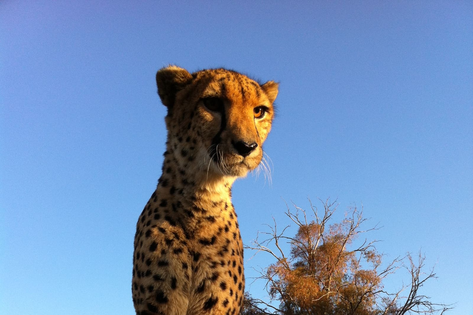A cheetah at the Lion Park near Johannesburg