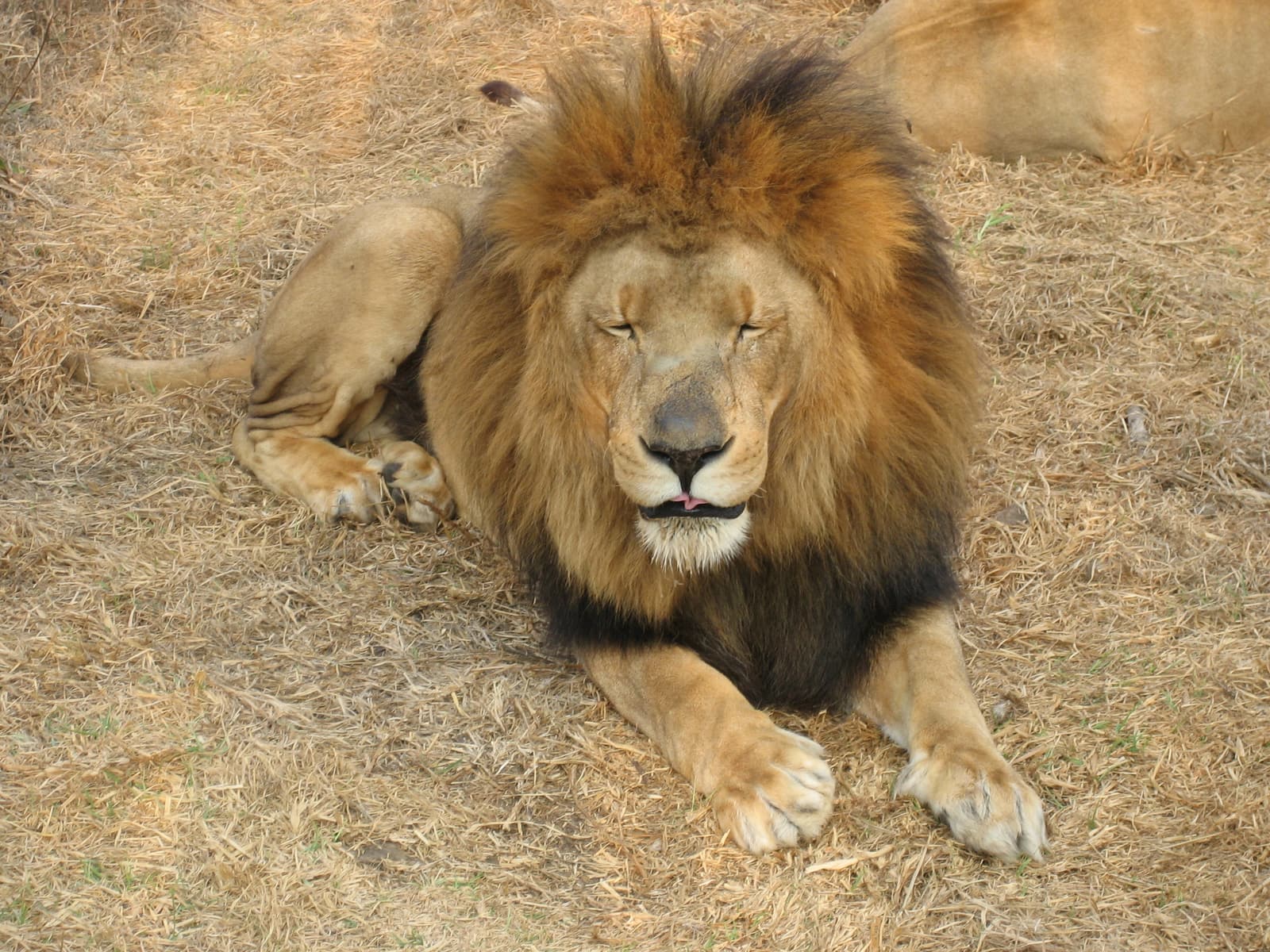 A lion in the Rhino & Lion Nature Reserve