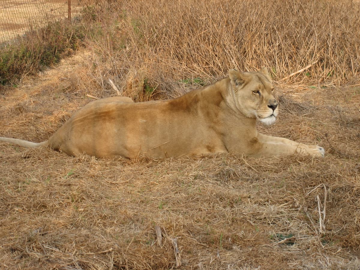 A lioness resting in dry winter grass