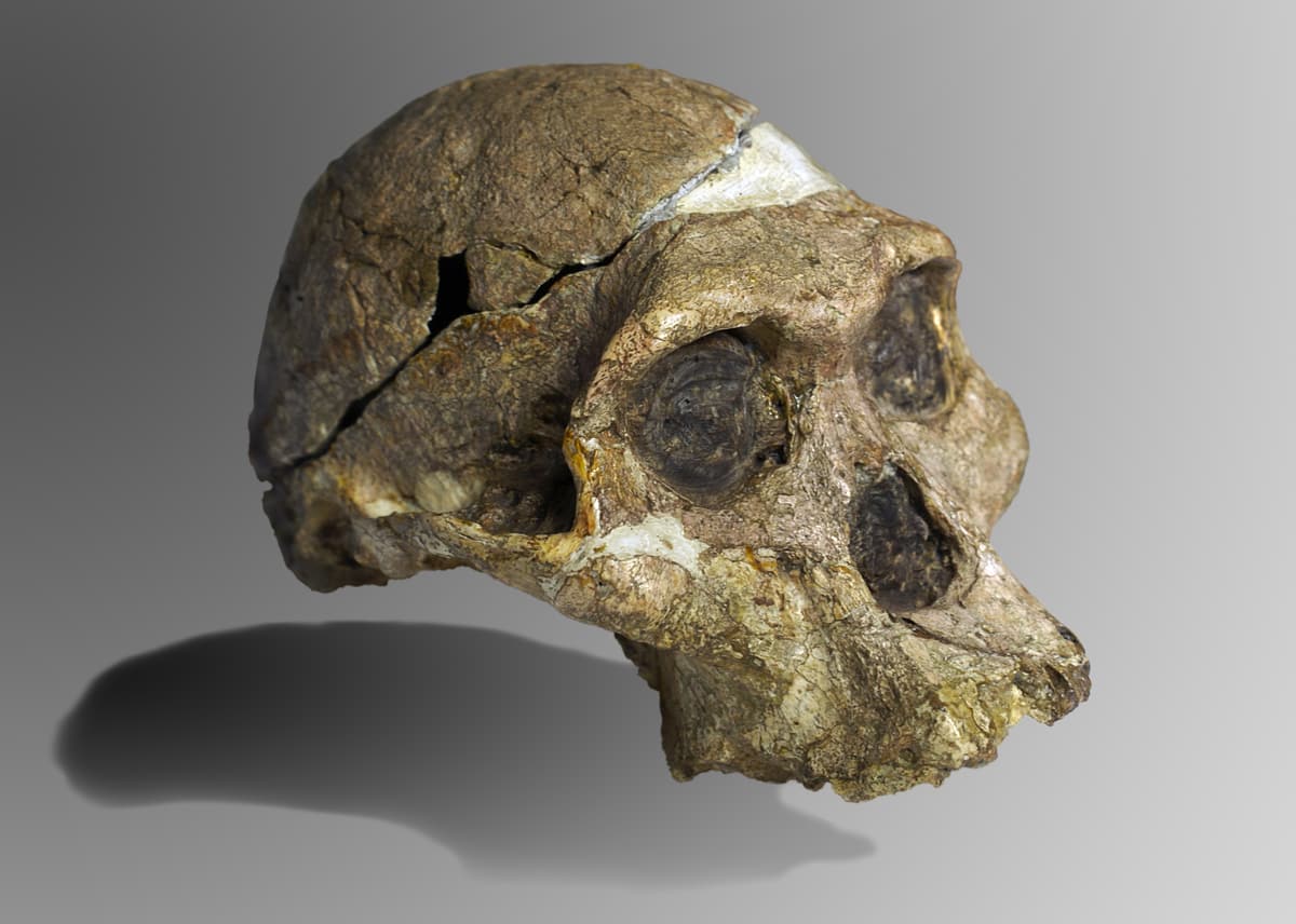 The fossil skull of Mrs Ples from Sterkfontein