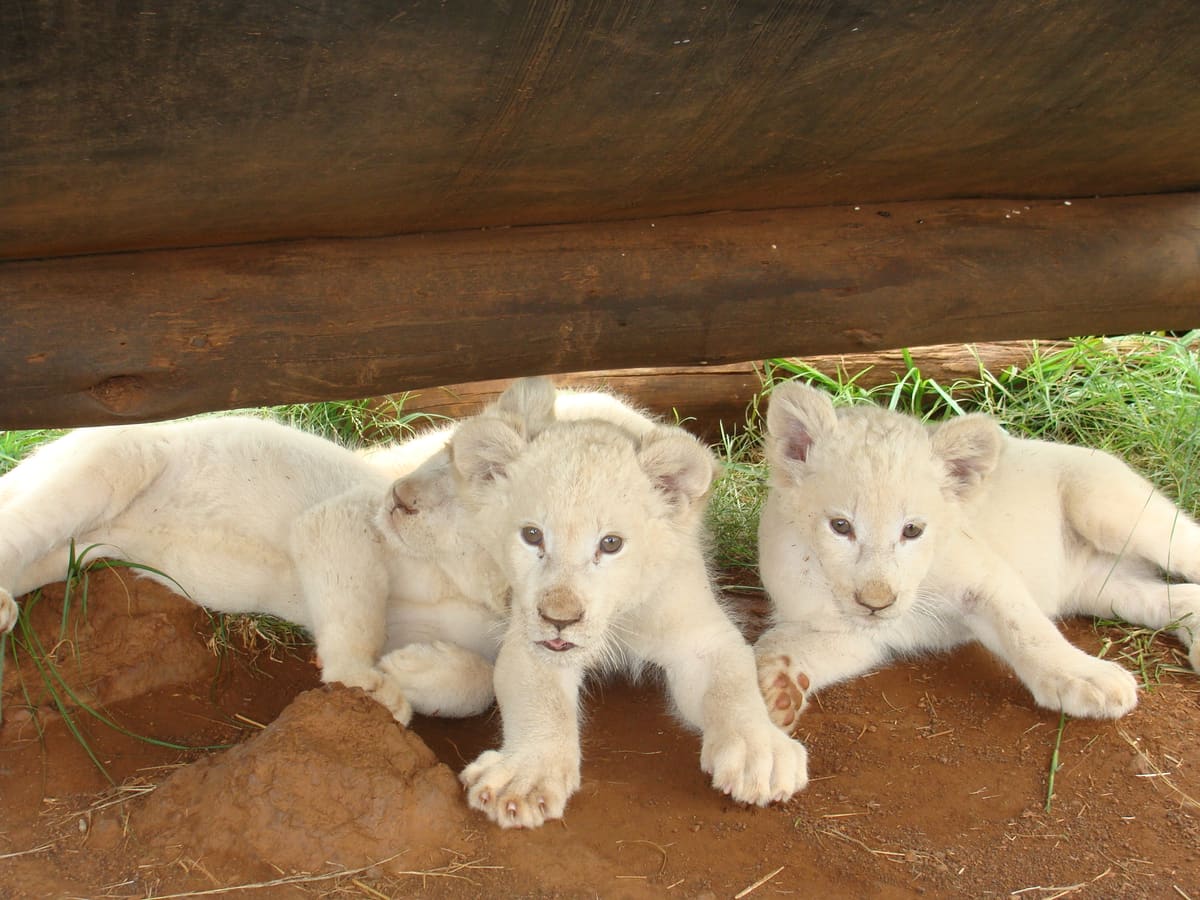 White lion cubs at a reserve in the Cradle of Humankind