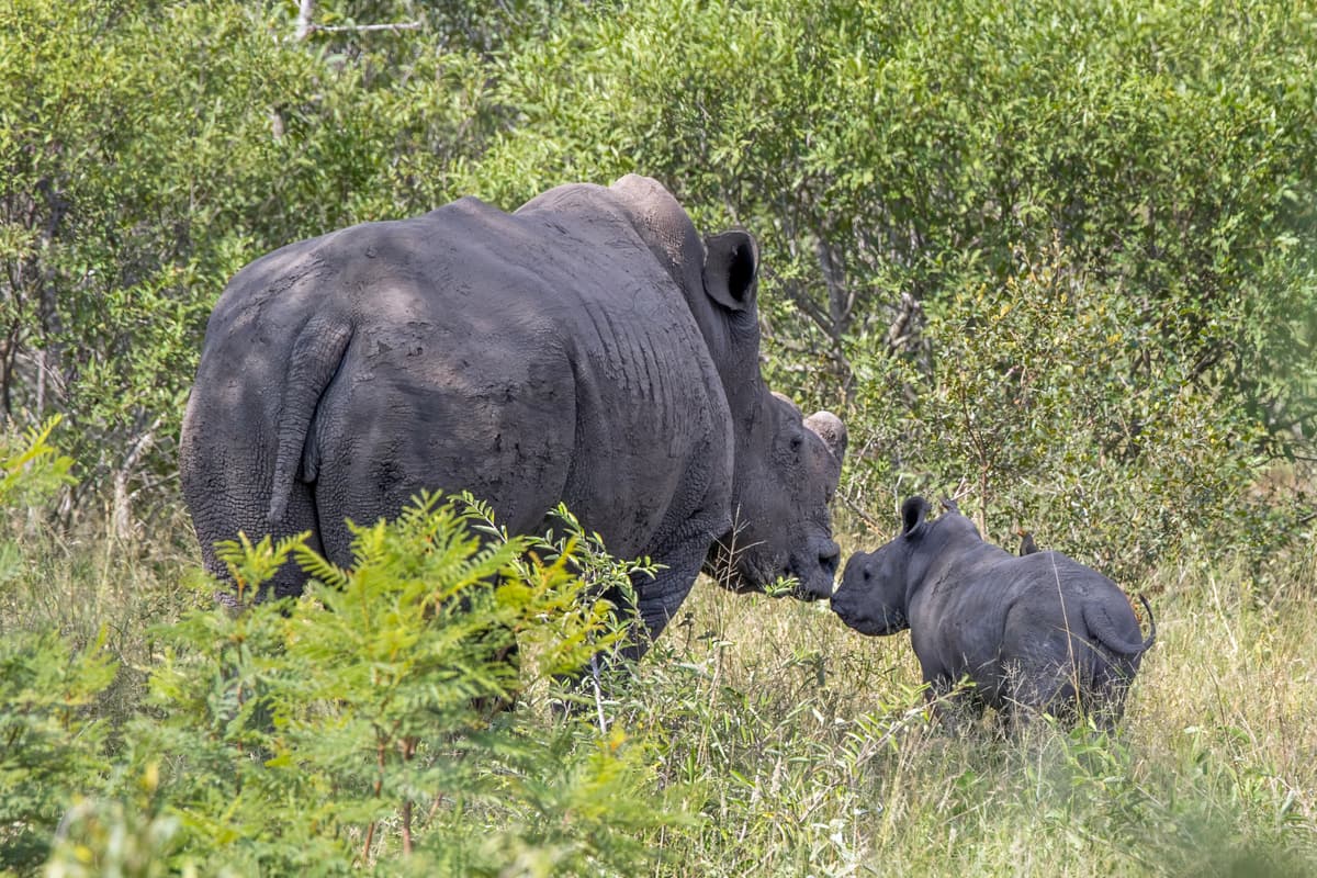 A white rhinoceros with her calf in a South African reserve